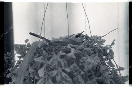 BURUNG