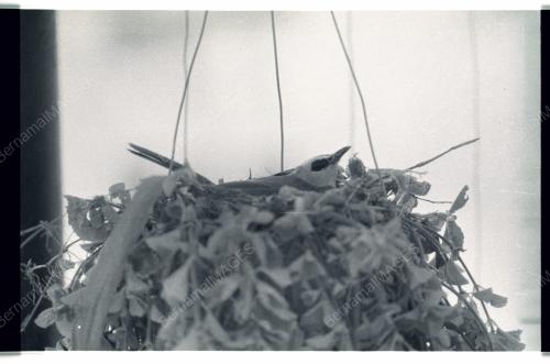 BURUNG