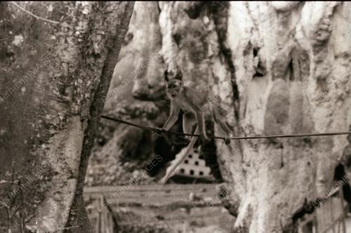 BATU CAVE