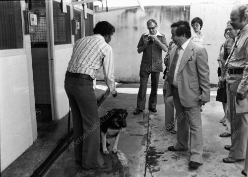 CUSTOMS DOG