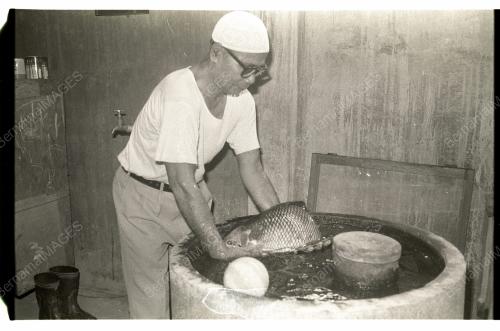 Ikan Kaloi Main Bola