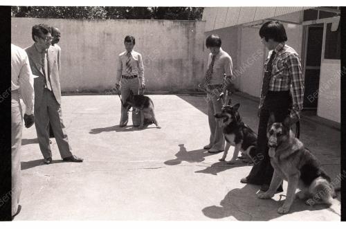 ANJING