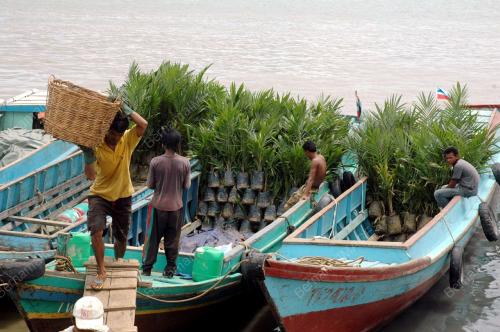 POKOK KELAPA SAWIT