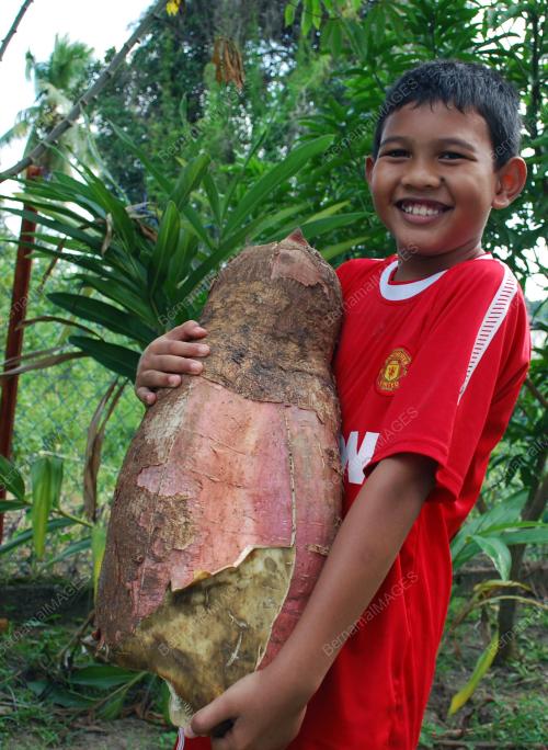 UBI KAYU