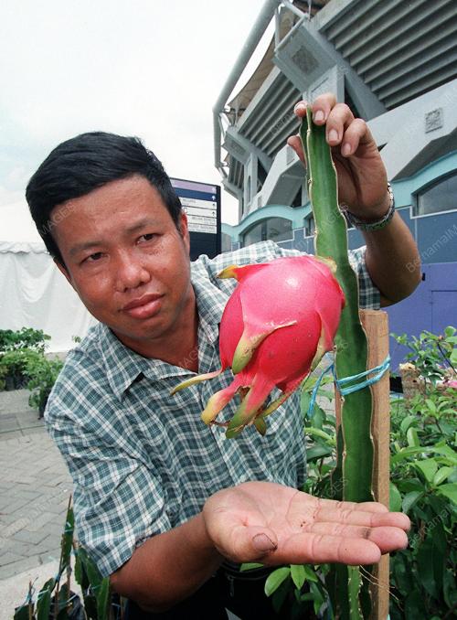 25_07_2000_PENIAGA_BUAH_NAGA_08012016