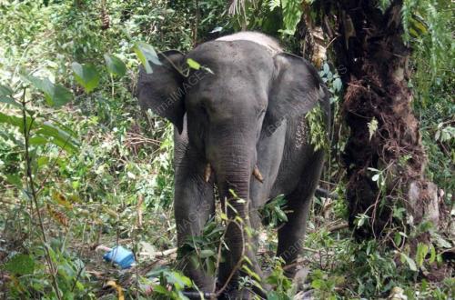 GAJAH LIAR