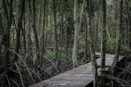 HUTAN PAYA BAKAU DI BALIK PULAU