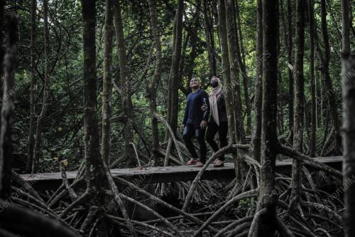 HUTAN PAYA BAKAU DI BALIK PULAU