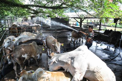 BDJ01_09082019_LEMBU