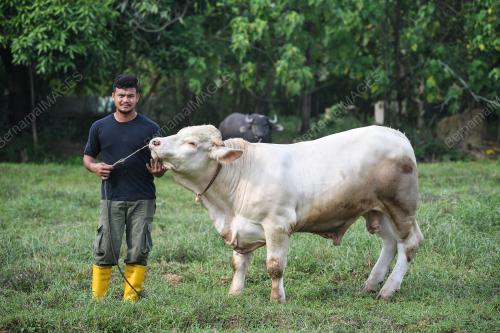 BDJ03_09082019_LEMBU