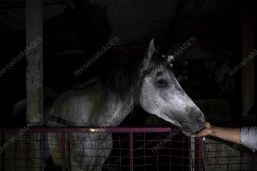 BDJ03_15022019_JOKI_KAMPUNG