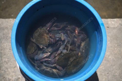 PENTERNAK KETAM BERKULIT LEMBUT