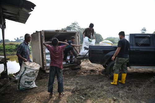 BDJ04_09082019_LEMBU