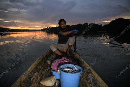 PENTERNAK KETAM BERKULIT LEMBUT