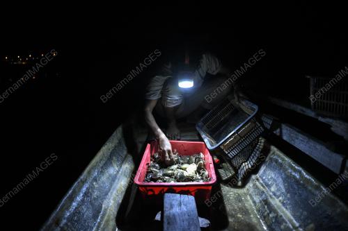 PENTERNAK KETAM BERKULIT LEMBUT
