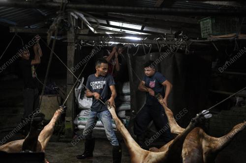 BDJ06_09082019_LEMBU