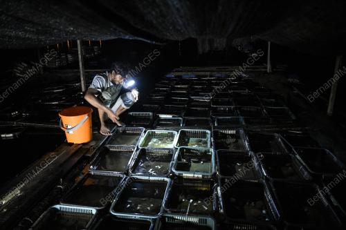 PENTERNAK KETAM BERKULIT LEMBUT