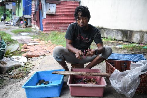 PENTERNAK KETAM BERKULIT LEMBUT