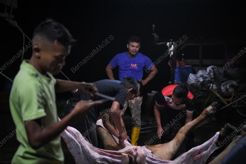 BDJ08_09082019_LEMBU