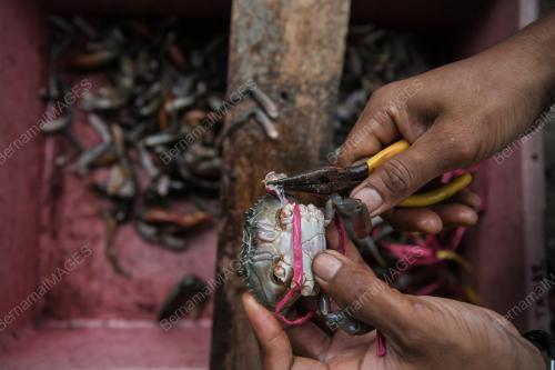PENTERNAK KETAM BERKULIT LEMBUT