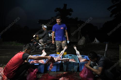 BDJ09_09082019_LEMBU