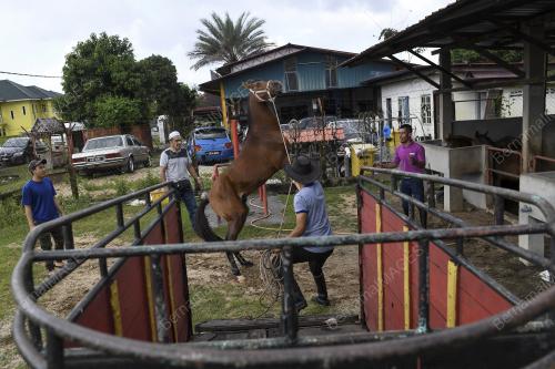 BDJ09_15022019_JOKI_KAMPUNG