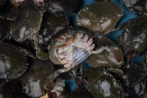PENTERNAK KETAM BERKULIT LEMBUT