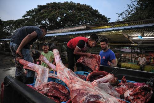 BDJ12_09082019_LEMBU