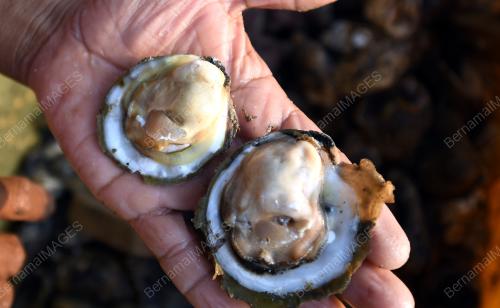 BDJ14_19072019_TIRAM_MUAR