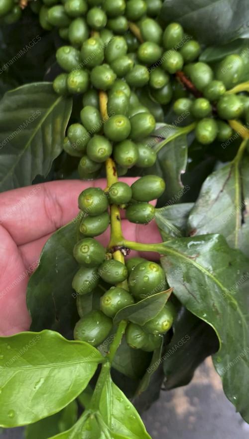 KOPI_KAMPUNG