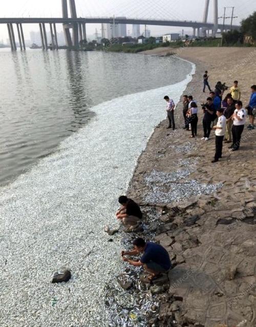 CHN01_21082015_DEAD_FISH