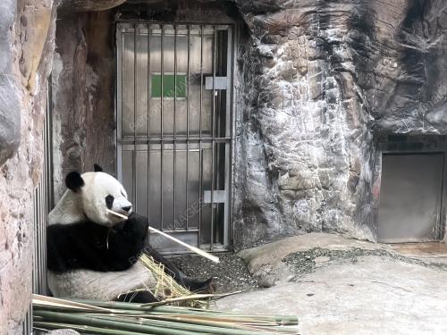 KONSERVASI PANDA GERGASI