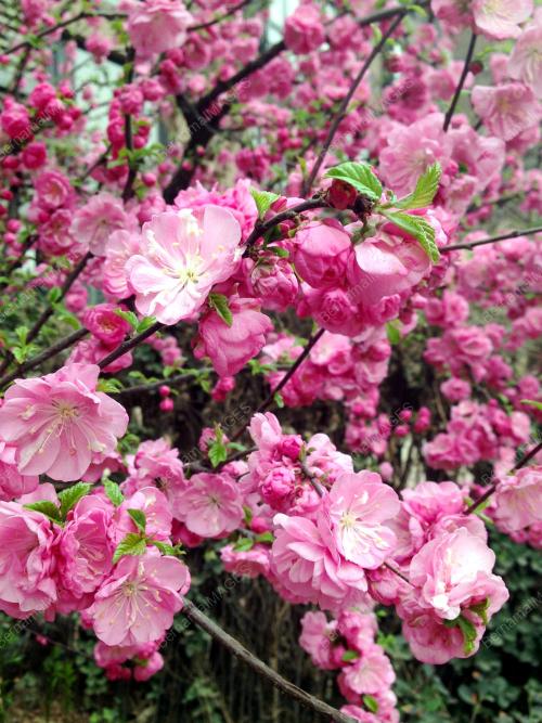 CHN01_30032015_BLOSSOM
