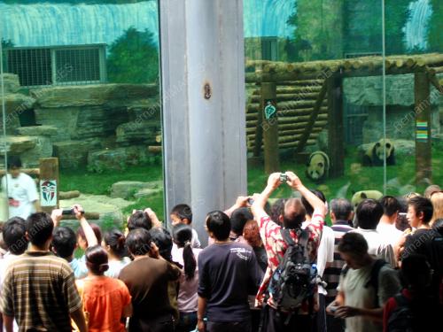 PANDAS MAKE OLYMPICS DEBUT AT BEIJING ZOO