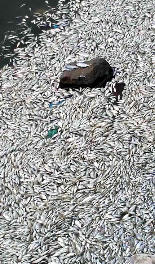 CHN02_21082015_DEAD_FISH