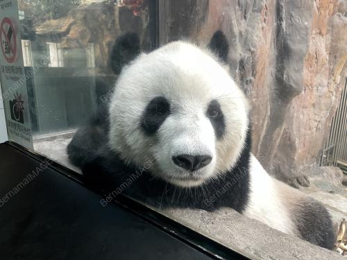 KONSERVASI PANDA GERGASI