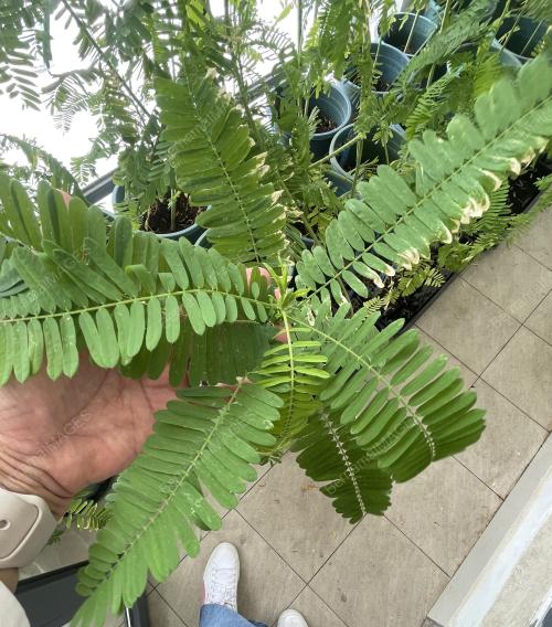 POKOK SESBANIA