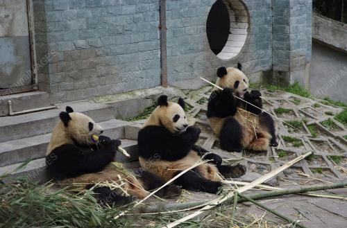 BABAY PANDA