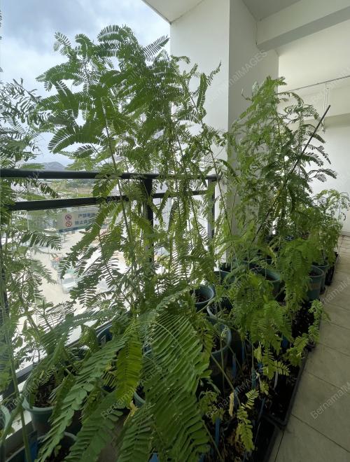POKOK SESBANIA