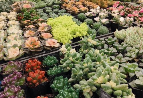 DOUNAN VILLAGE LARGESTFLOWERS MARKET IN ASIA