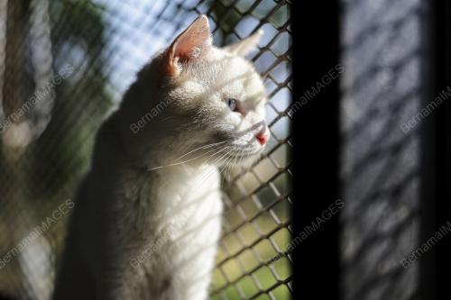 TAMAN KUCING CYBERJAYA
