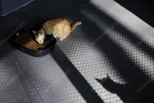 TAMAN KUCING CYBERJAYA