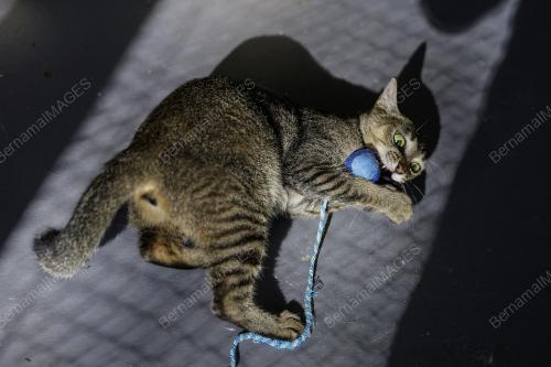 TAMAN KUCING CYBERJAYA