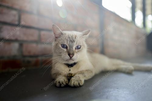 TAMAN KUCING CYBERJAYA