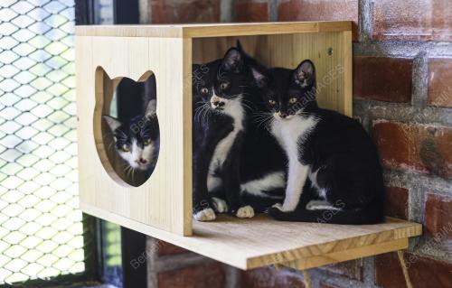 TAMAN KUCING CYBERJAYA