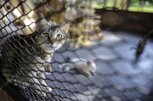 TAMAN KUCING CYBERJAYA