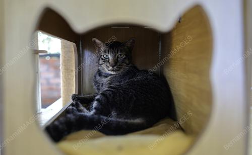 TAMAN KUCING CYBERJAYA