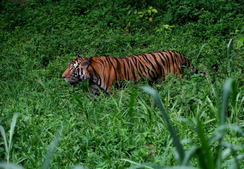 PENJAGA HARIMAU MALAYA DI NWRC