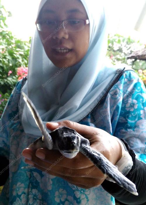 FEA01_01122014_PENYU_HIJAU
