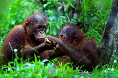 FEA01_05042013_ORANG_UTAN